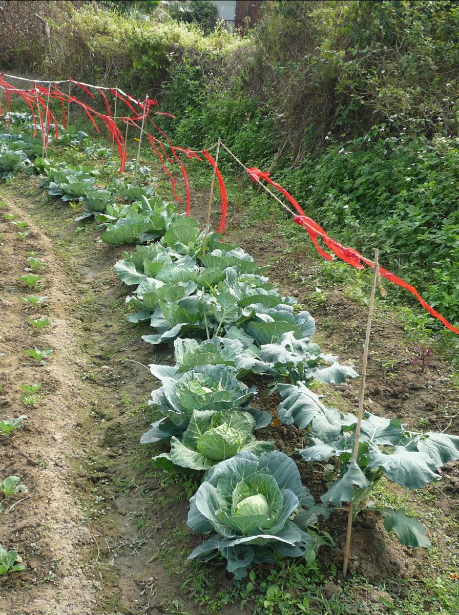 20101127 THE Organic Farm16